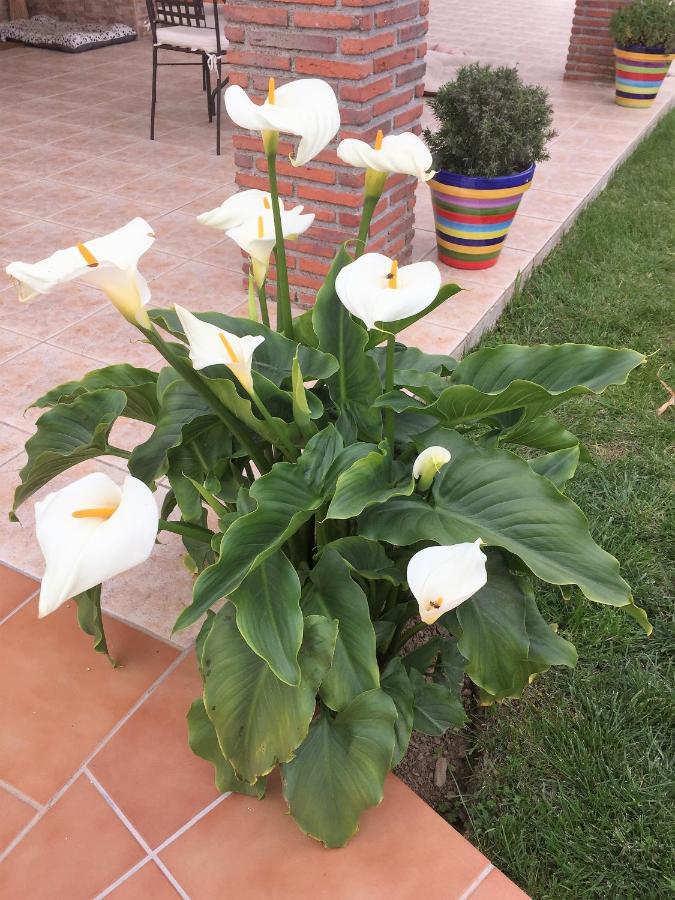 Casa Las Torres B&B Iznate 外观 照片